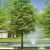 Taxodium distichum