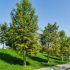 Taxodium distichum