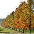 Taxodium distichum