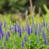 Veronica spicata ´Royal Candles´®