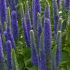 Veronica spicata ´Royal Candles´®