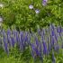 Veronica spicata ´Royal Candles´®