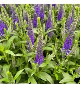 Veronica spicata ´Royal Candles´®
