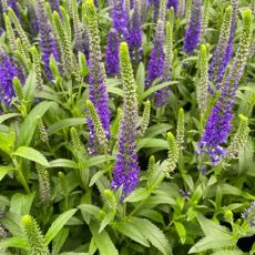 Veronica spicata ´Royal Candles´®