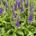 Veronica spicata ´Royal Candles´®