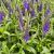 Veronica spicata ´Royal Candles´®