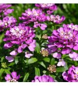 Iberis sempervirens ´Absolutely Amethyst´