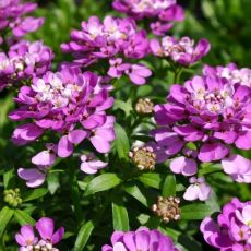 Iberis sempervirens ´Absolutely Amethyst´