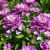 Iberis sempervirens ´Absolutely Amethyst´