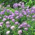 Iberis sempervirens ´Absolutely Amethyst´
