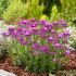 Iberis sempervirens ´Absolutely Amethyst´
