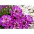 Iberis sempervirens ´Absolutely Amethyst´