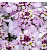 Iberis sempervirens ´Pink Ice´