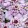 Iberis sempervirens ´Pink Ice´