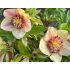 Helleborus orientalis´Anemone Picotee´