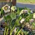 Helleborus orientalis´Anemone Picotee´
