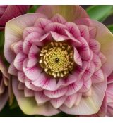 Helleborus orientalis´Anemone Picotee´
