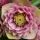 Helleborus orientalis´Anemone Picotee´
