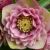 Helleborus orientalis´Anemone Picotee´