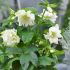 Helleborus orientalis ´Double Ellen White´