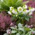 Helleborus orientalis ´Double Ellen White´