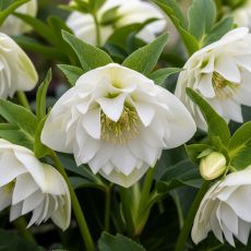 Helleborus orientalis ´Double Ellen White´
