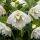 Helleborus orientalis ´Double Ellen White´