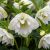 Helleborus orientalis ´Double Ellen White´