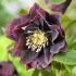 Helleborus orientalis ´Double Purple´