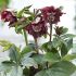 Helleborus orientalis ´Double Purple´