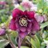Helleborus orientalis ´Double Purple´