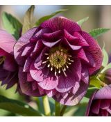 Helleborus orientalis ´Double Purple´