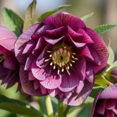 Helleborus orientalis ´Double Purple´