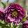 Helleborus orientalis ´Double Purple´
