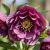 Helleborus orientalis ´Double Purple´