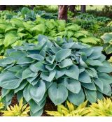 Hosta 'Halcyon Blue'