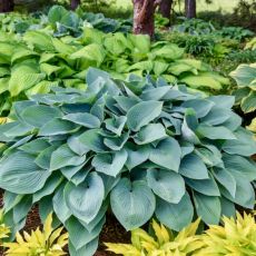 Hosta 'Halcyon Blue'