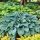 Hosta 'Halcyon Blue'