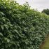 Cornus sericea 'Kelseyi'