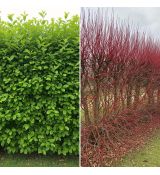 Cornus sericea 'Kelseyi'