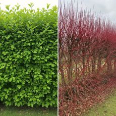 Cornus sericea 'Kelseyi'