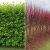 Cornus sericea 'Kelseyi'
