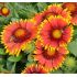 Gaillardia x grandiflora ´Arizona Sun´