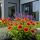 Gaillardia x grandiflora ´Arizona Sun´