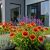 Gaillardia x grandiflora ´Arizona Sun´
