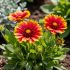 Gaillardia x grandiflora ´Arizona Sun´