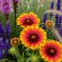 Gaillardia x grandiflora ´Arizona Sun´