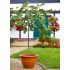 Ficus carica ´PORTOGALLO´