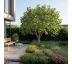 Ficus carica ´PORTOGALLO´ na kmienku 20L / KM 70-80 cm (8/10)