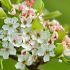 Pyrus calleryana ´Chanticleer´
